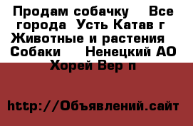 Продам собачку  - Все города, Усть-Катав г. Животные и растения » Собаки   . Ненецкий АО,Хорей-Вер п.